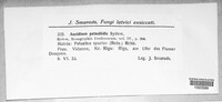 Aecidium petasitis image